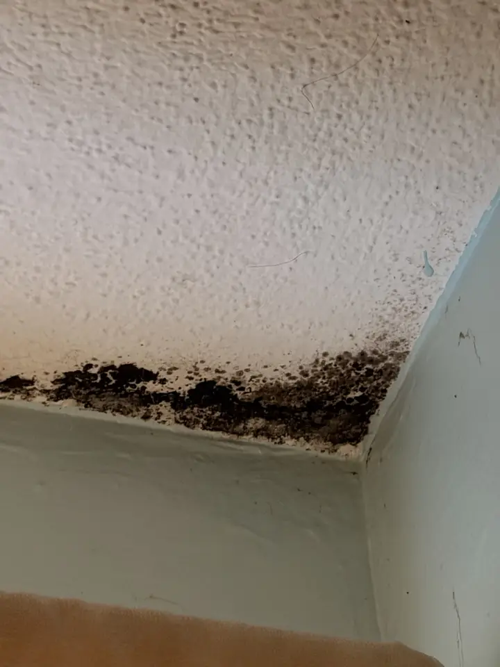 Popcorn ceiling with mold growing in the corner